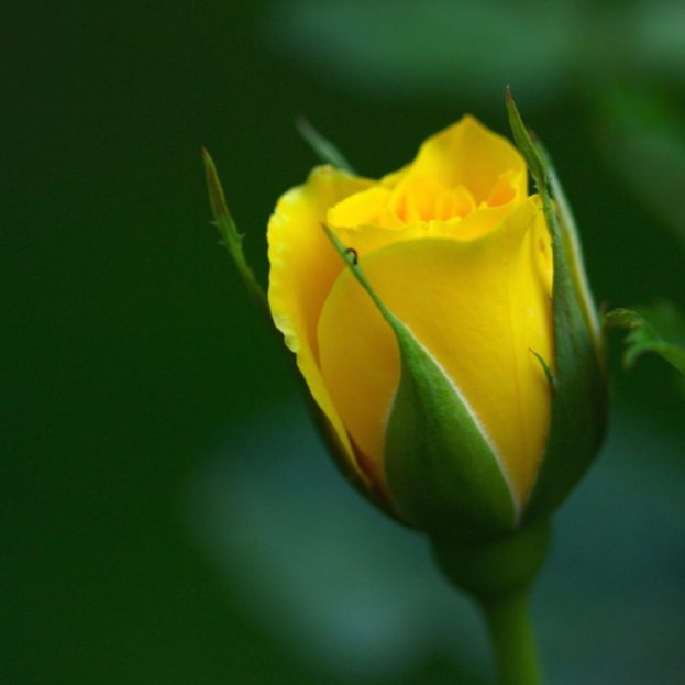 وردة صفراء جميلة - صور ورد وزهور Rose Flower images